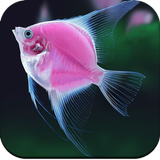 Fish Wallpapers 图标