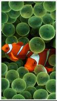 Fish Wallpapers screenshot 1