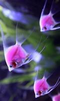 Fish Wallpapers screenshot 3