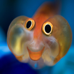 Fish Beautiful WaterBaby HD Wallpaper Background