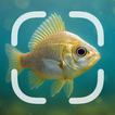 Fish Identifier আইকন