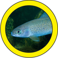 Fish Sorter