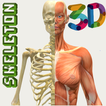 ”Human Skeleton 3D ( Anatomy )