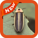 Firefly Wallpaper APK