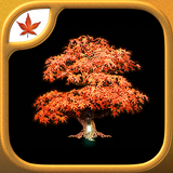 Fire Maple Games Collection APK