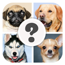 Which Dog Breed Are You? APK