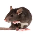 Mice Attack иконка