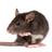 Mice Attack APK