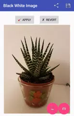 Descargar APK de Imagen en blanco y negro