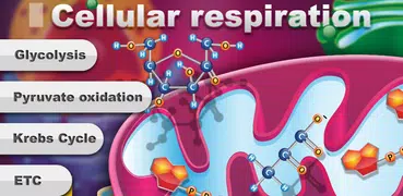 Biology Cellular Respiration