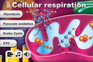 Biology Cellular Respiration 海报