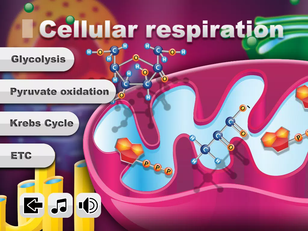 Descarga de APK de Biology Cellular Respiration para Android Descarga de APK de Biology Cellular Respiration para Android