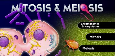 Biology Mitosis & Meiosis