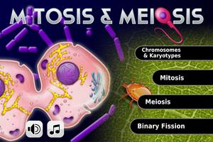 Biology Mitosis & Meiosis Affiche