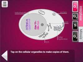 Biology Mitosis & Meiosis ảnh chụp màn hình 3
