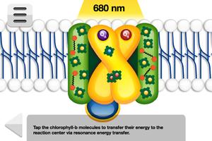 3 Schermata Biology Photosynthesis