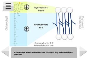 Biology Photosynthesis скриншот 2