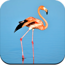 Flamingo Wallpaper HD APK