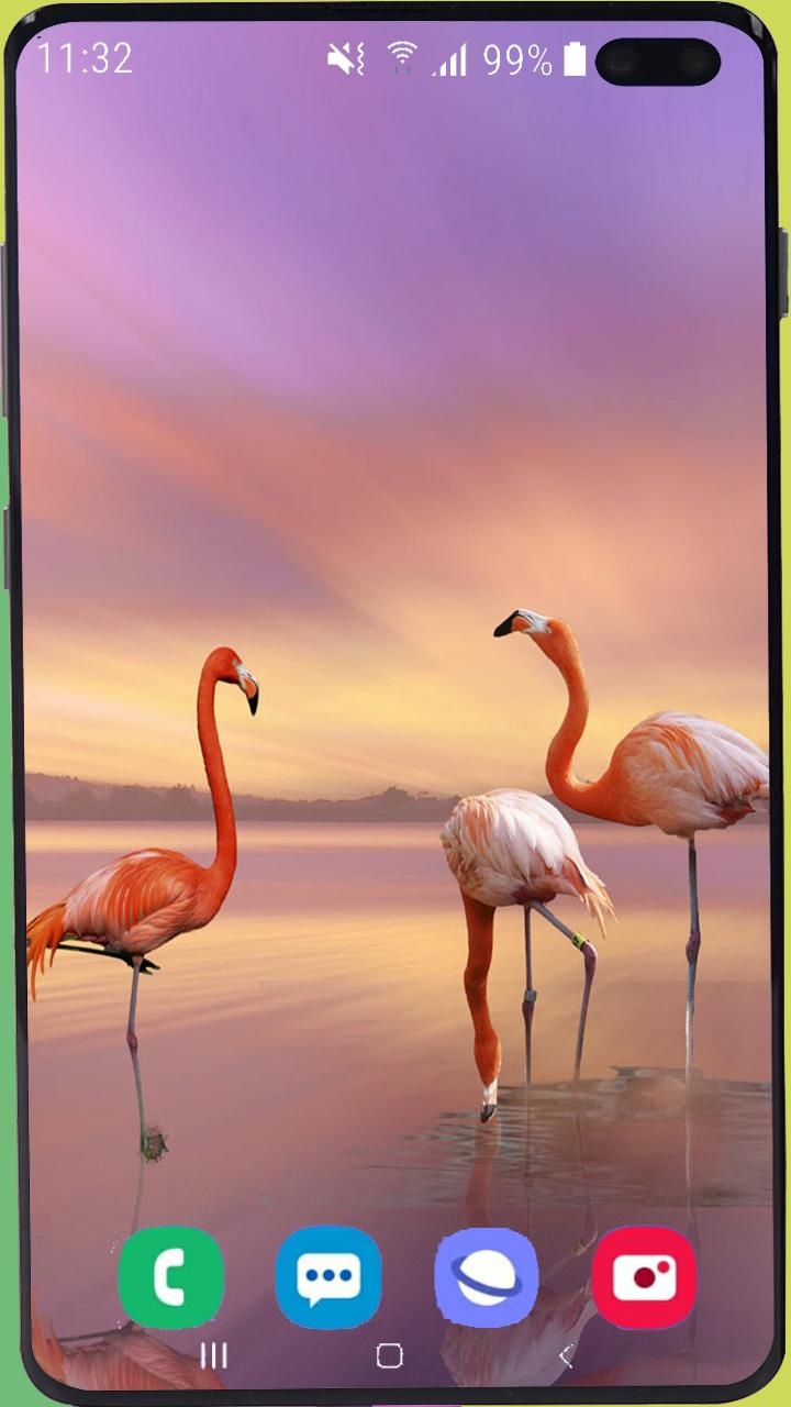 Flamingo Wallpaper Best Hd For Android Apk Download