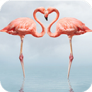 APK Flamingo Wallpaper HD