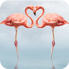 Flamingo Wallpaper HD иконка