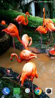 Flamingo Wallpaper HD постер