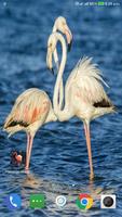 Flamingo Wallpaper HD скриншот 2