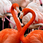 Flamingo wallpaper ikon