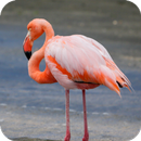 Flamingo wallpaper APK