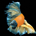 Flashy Fish
