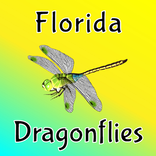 Florida Dragonflies