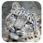 Leopard Wallpapers आइकन