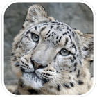 Leopard Wallpapers-icoon