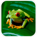 Frog Sounds