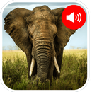 Elephant Sounds APK