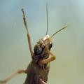 Locust Tracker