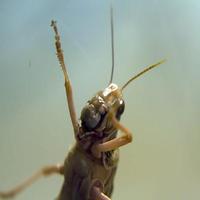 Locust Tracker Affiche