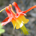 Iowa Wildflower Finder