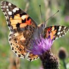 Butterfly Spotter ícone