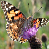 Butterfly Spotter icône