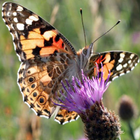 Butterfly Spotter 图标
