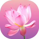 Flower Wallpapers and Backgrou APK