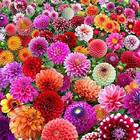 Flowers Wallpaper 4K آئیکن