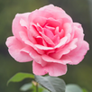 Flowering plant APK