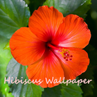 Hibiscus Flower Wallpaper icon