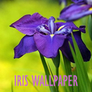 Iris Flower Wallpaper APK