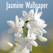 Papier Peint Fleur De Jasmin