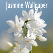 Jasmine Flower Wallpaper