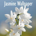 Jasmine Flower Wallpaper icon