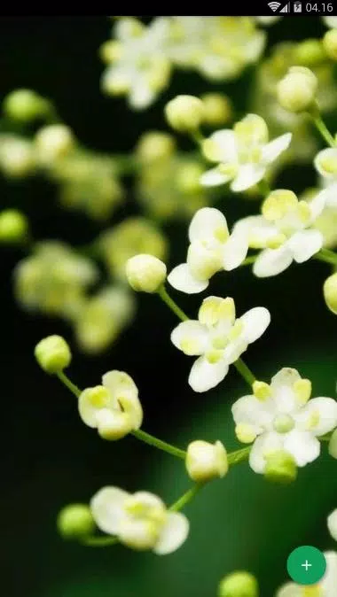 Android 用の ジャスミンの花の壁紙 Apk をダウンロード Android 用の ジャスミンの花の壁紙 Apk をダウンロード